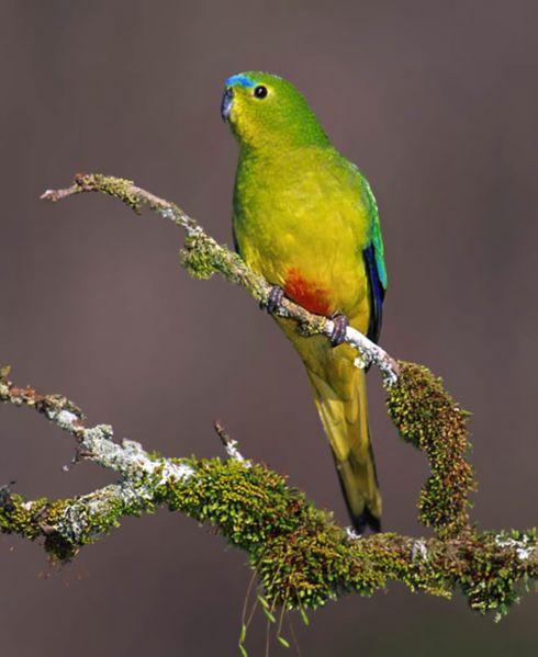 Orange-bellied Parrot Orange-bellied Parrot